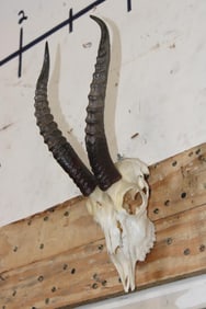 GOITERED GAZELLE Skull