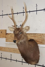 6-Point SIKA DEER Shoulder Mount
