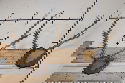 (2) Sets of Mounted SIKA DEER Antlers (ONE$)