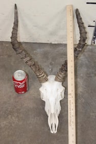 IMPALA Skull