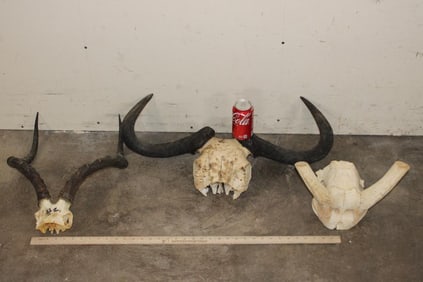 (3) Skull Caps. 1 BLUE WILDEBEEST, 1 IMPALA, and 1 WATERBUCK (ONE$)