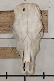 COW SKULL