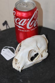 African SERVAL CAT Skull with All its Teeth