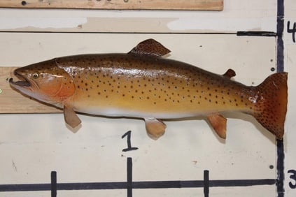 Real Skin BROWN TROUT Mount