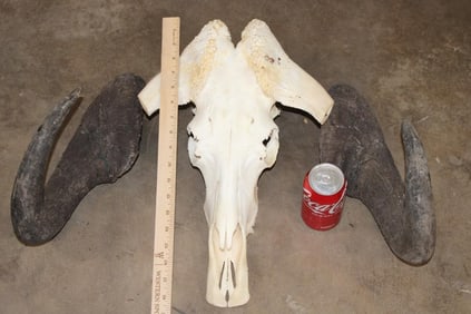 BLACK WILDEBEEST Skull with Removable Horns