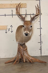 12-Point WHITETAIL DEER Pedestal Mount on a Real Tree Root Base