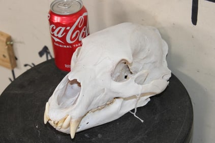BLACK BEAR Skull