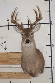 11-Point WHITETAIL DEER Shoulder Mount