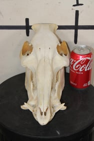African BUSH PIG Skull