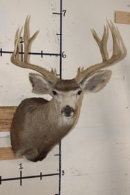 10-Point MULE DEER Shoulder Mount
