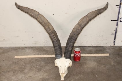 Big GREDOS IBEX Skull with All its Teeth
