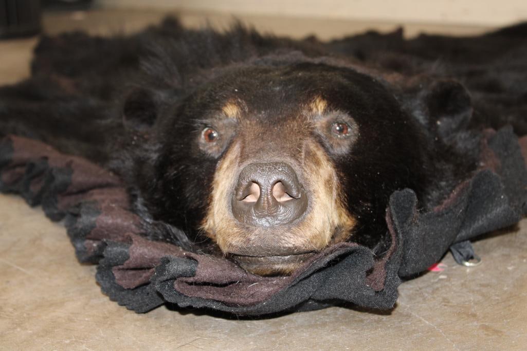Double Felted BLACK BEAR Rug with its Mounted Head and All its Claws (1 of 15)