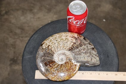 Big Whole Sutured and Polished AMMONITE Fossil