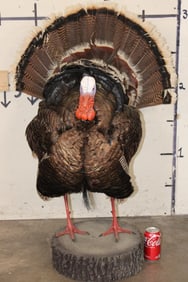 Life-sized Strutting TURKEY on a Light Weight Simulated Wood Slice