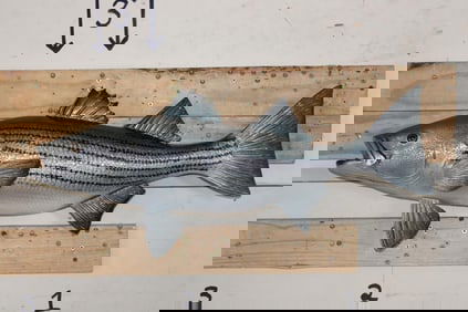 Reproduction STRIPED BASS Mount