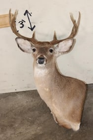8-Point WHITETAIL DEER Pedestal Mount (No Pedestal)