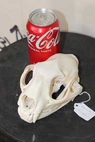 Smaller MOUNTAIN LION or COUGAR Skull