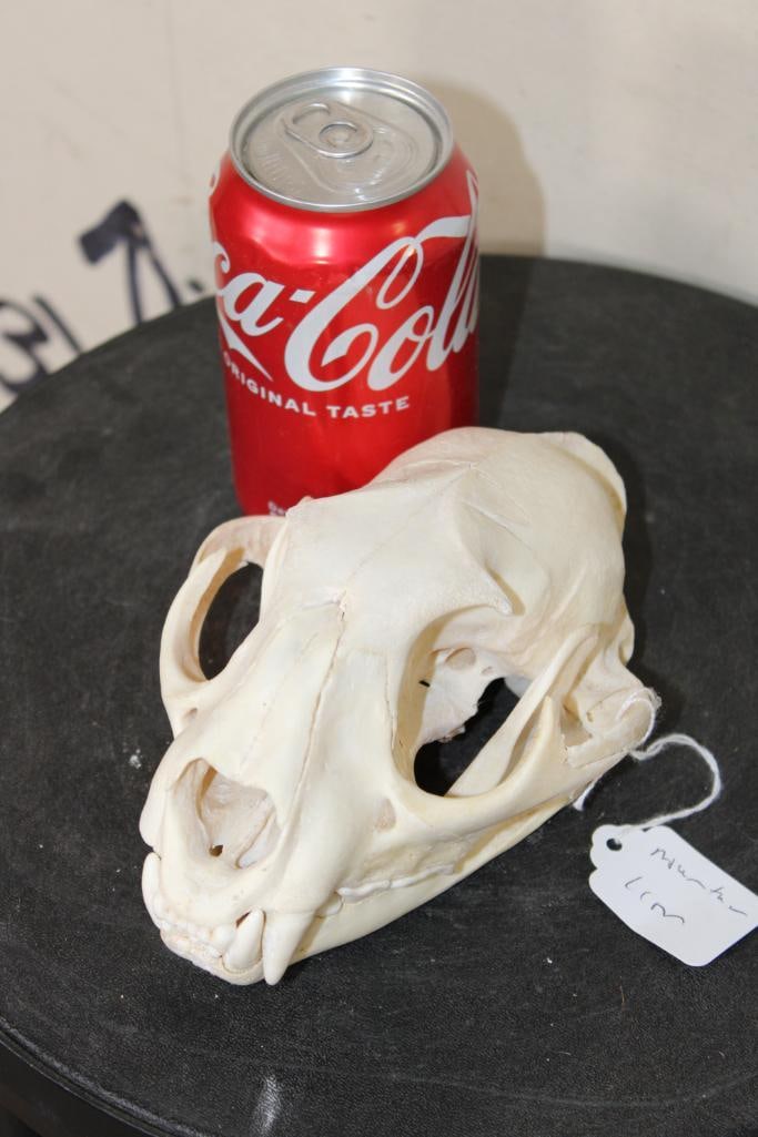 Smaller MOUNTAIN LION or COUGAR Skull: Small MOUNTAIN LION or COUGAR Skull. It is missing 1 Canine but it has all of its other teeth. It measures 6 7/8" Long x 4 5/8" Wide. TAXIDERMY