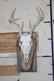 8-Point WHITETAIL DEER Skull on a Rustic Wood Wall Pedestal