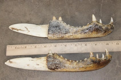 (2) ALLIGATOR Jaw Bone Knives (ONE$)