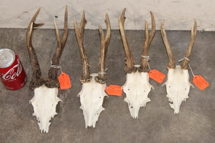 (4) European ROE DEER Racks on Euro Cut Skull Caps (ONE$)