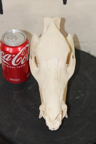 JAVELINA Skull with All its Teeth and a Removable Jaw