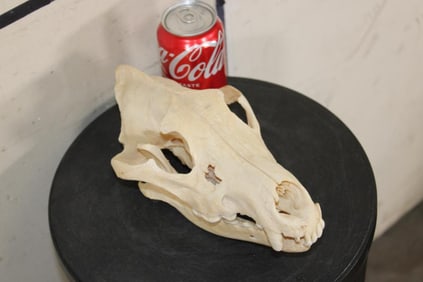 Big WOLF Skull with Most of its Teeth