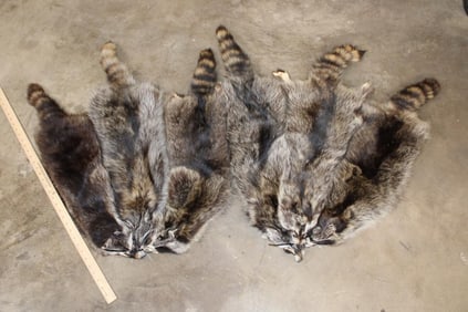 (6) RACCOON Hides/Furs (ONE$)