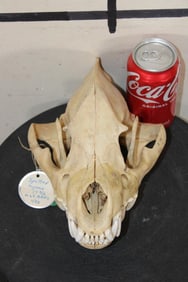 Big SPOTTED HYENA Skull with All its Teeth and a Removable Jaw