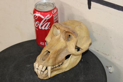 BABOON Skull with All its Teeth and a Removable Jaw