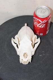 WOLVERINE Skull