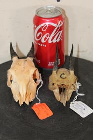 (1) MAXWELL DUIKER Skull and (1) DIK-DIK Skull (ONE$)