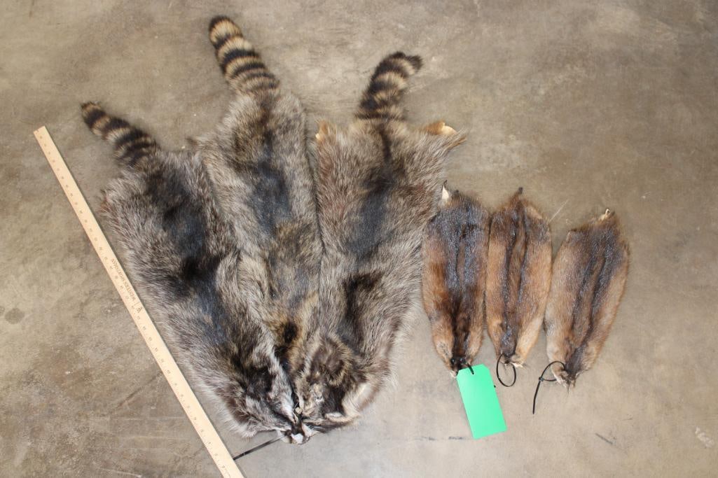 (3) Big RACCOON and (3) MUSKRAT Hides/Furs/Pelts (ONE$): 3 Big RACCOON and 3 MUSKRAT Hides/Furs/Pelts (ONE$). TAXIDERMY