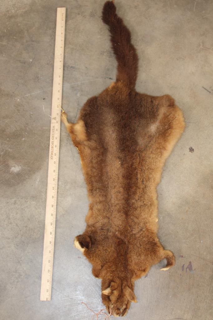 WALLABY Hide or Pelt: Old WALLABY Hide or Pelt in Fair Condition. TAXIDERMY