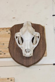 MOUNTAIN LION Skull on a Wooden Plaque