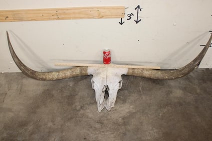 Big Free Range or Feral TEXAS LONGHORN Skull (No Hole in the Skull) with Removable Horns