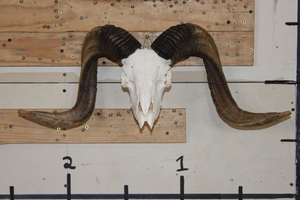 CORSICAN Sheep Skull with All its Teeth: CORSICAN Sheep Skull with All its Teeth and a 25.5" Spread. It has a Wire Wall Hanger. TAXIDERMY