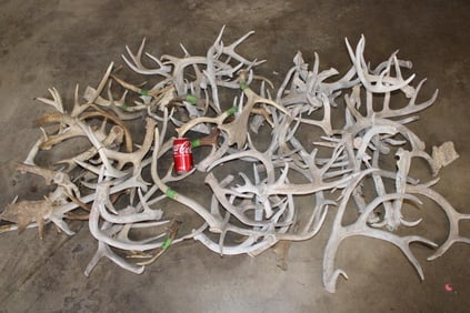 50 lbs of Mixed ANTLER Sheds, Mostly WHITETAIL DEER (ONE$)