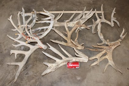 26 lbs of BIG Non-Typical WHITETAIL DEER Anter Cut-offs (ONE$)
