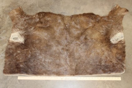 BLACK WILDEBEEST Back Hide