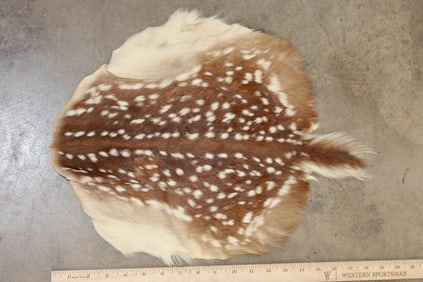 Very Small AXIS Fawn Hide