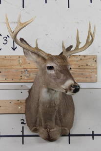 10-Point WHITETAIL DEER Shoulder Mount: This 10-Point WHITETAIL DEER Shoulder Mount was taken in 1997 and has a 20.5" Spread. Clean mount in Good Condition. TAXIDERMY