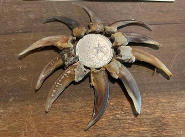 (10) Large to XL NORTH AMERICAN BADGER Front Claws (ONE$)