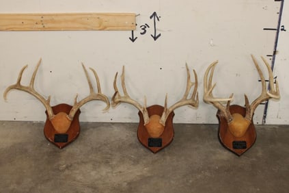 (3) WHITETAIL DEER Antler Racks on Matching Wooden Plaques (ONE$)