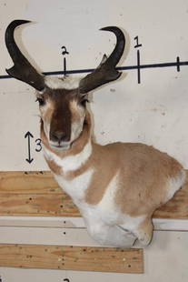 PRONGHORN Wall Pedestal Mount: Very Nice, Clean, and Newer PRONGHORN Wall Pedestal Mount. It is in Very Good Condition. TAXIDERMY