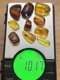 (10) Pieces of Authentic Myanmar AMBER Fossil Insect Specimens, Weight: 10.17 grams (ONE$): 10 Pieces of Authentic Myanmar AMBER Fossil Specimens with Insects Inside. These come in a display&nbsp;case as shown. The Total Weight is 10.17 grams. These were mined in Burma. They have been tested