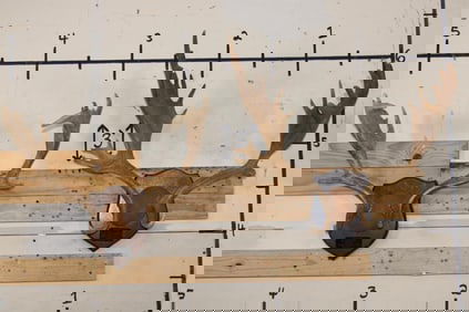 (2) FALLOW DEER Racks on Wooden Plaques (ONE$)