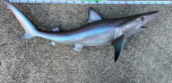 *New* Reproduction SAND SHARK Fish Mount