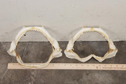 (2) SHARK Jaws (ONE$)