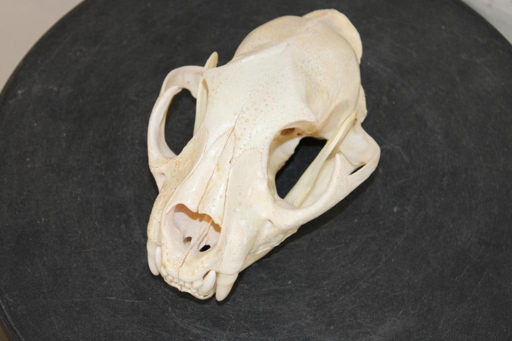 MOUNTAIN LION or COUGAR Skull with All its Teeth: This is a Nice MOUNTAIN LION or COUGAR Skull. It is either a smaller Mountain Lion or an Adolescent. It has All its Teeth and a removable jaw. It measures 7" Long x 4.75" Wide. TAXIDERMY